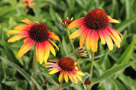 Echinacea